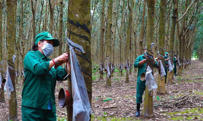 Giá mủ cao su tăng cao