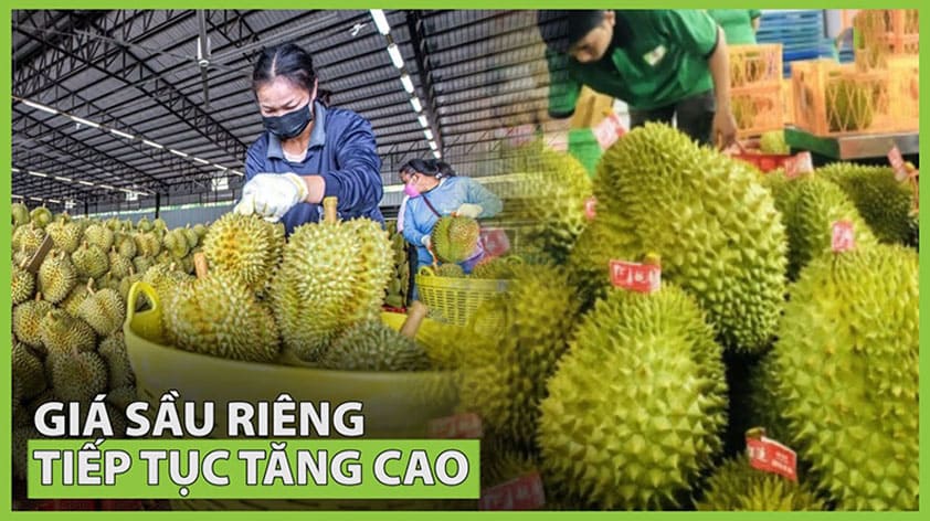 Giá sầu riêng tăng cao > 200.000đ/kg