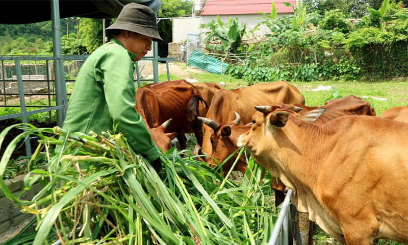 Kỹ thuật nuôi bò sinh sản