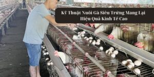 Kỹ thuật nuôi gà siêu trứng