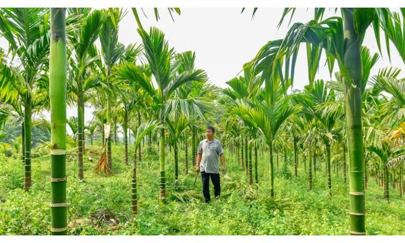 Kỹ thuật trồng cau lấy quả