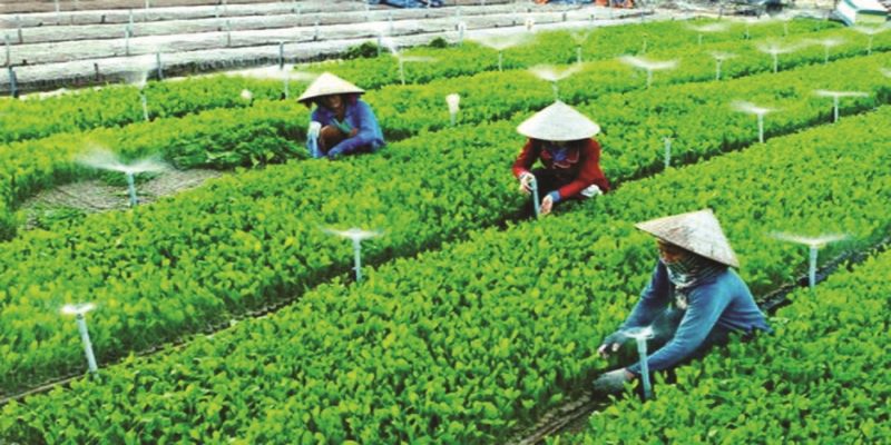 nông dân Việt Nam xuất sắc