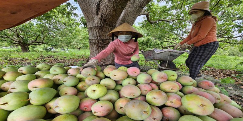 quy trình kỹ thuật trồng xoài 